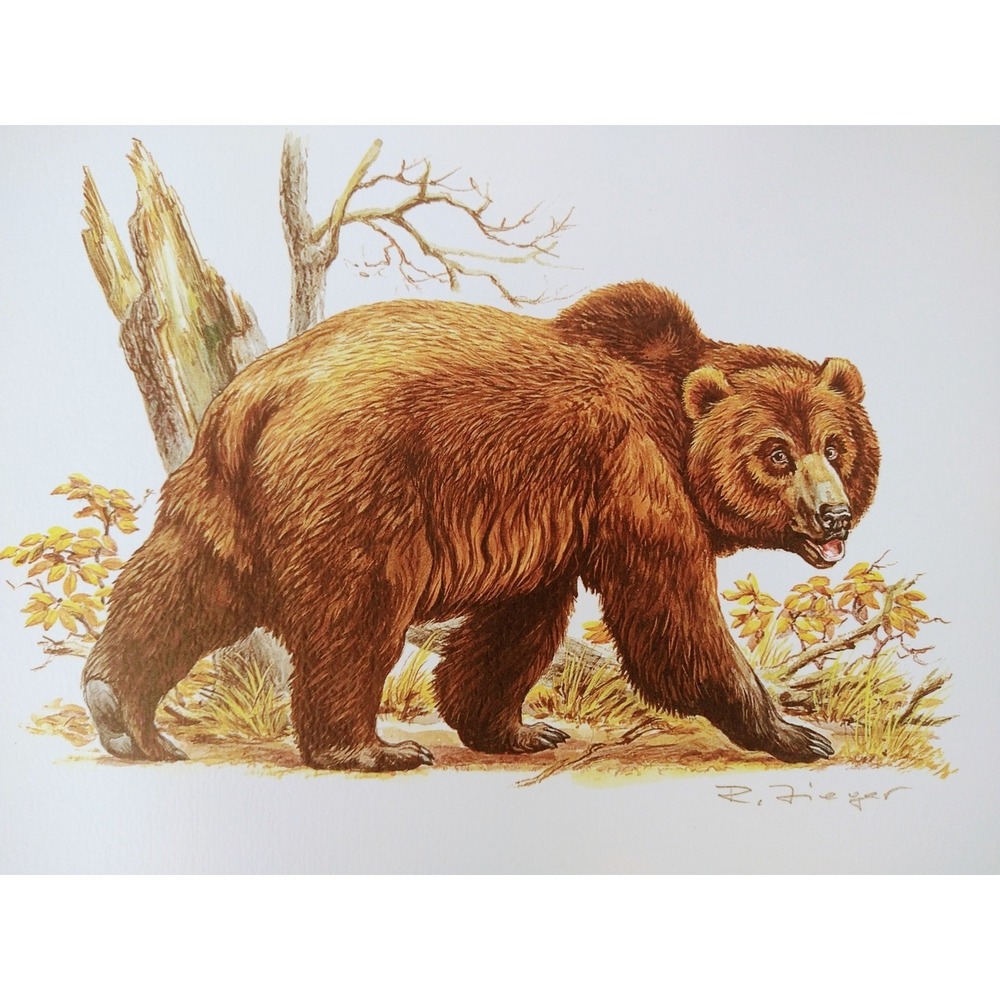 Brown Bear Art Print 1999 Vintage Woodland Wildlife 7"x10"